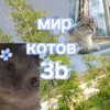 Иконка канала ❄🦭Мир Котов 3b🌴