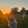 Иконка канала Cat village