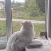 Иконка канала Кошка на окошке