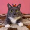 Иконка канала ⭐🟦Котулькин🟦⭐