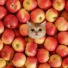 Иконка канала Котик79𝐤