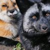 Иконка канала Разноцветные Лисы