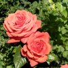 Иконка канала Garden/With/Love