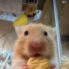 Иконка канала 🥜 🐹🫧Аватар Хомячок🫧🐹🥜