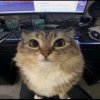 Иконка канала котMrРмон)