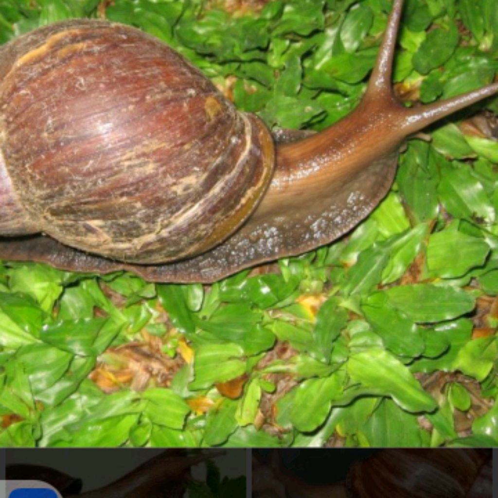 Иконка канала ТРАВОЯДНАЯ🐌🐚