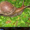 Иконка канала ТРАВОЯДНАЯ🐌🐚