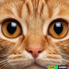 Иконка канала lololoshka058