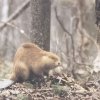Иконка канала Бобрик