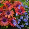 Иконка канала midsummersun