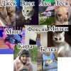 Иконка канала КИРУСЯ КУ КУ СЯ 🦜🐢🐢🐁🐈🐈🐈