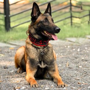 Иконка канала IronMalinois