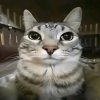 Иконка канала Челик