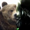 Иконка канала ꧁🐻ᛖᛋᚷᚤ🇷🇺꧂