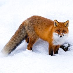 Иконка канала 🦊 Лисёнок_боня🤍