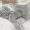Иконка канала Котик Марсик