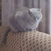 Иконка канала KAT_LEVYSHKA