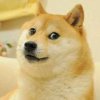 Иконка канала Doge🐶