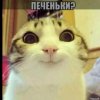 Иконка канала Мистер Кот