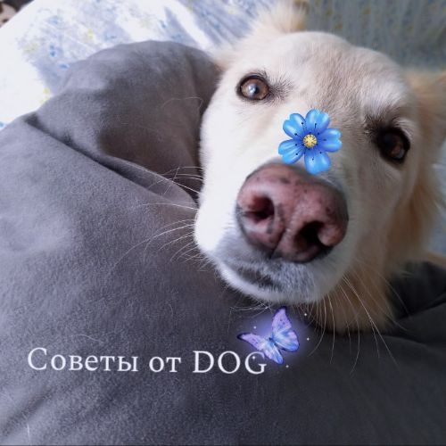 Иконка канала Советы от DOG