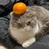 Иконка канала Melon