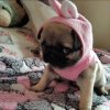Иконка канала Мои Мопсята♥️