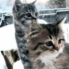Иконка канала Вера Кулагина Счастье в лукошке