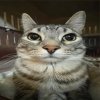Иконка канала Gavchikcat