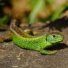 Иконка канала REPTILEUM