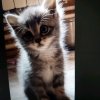 Иконка канала NIKNTA