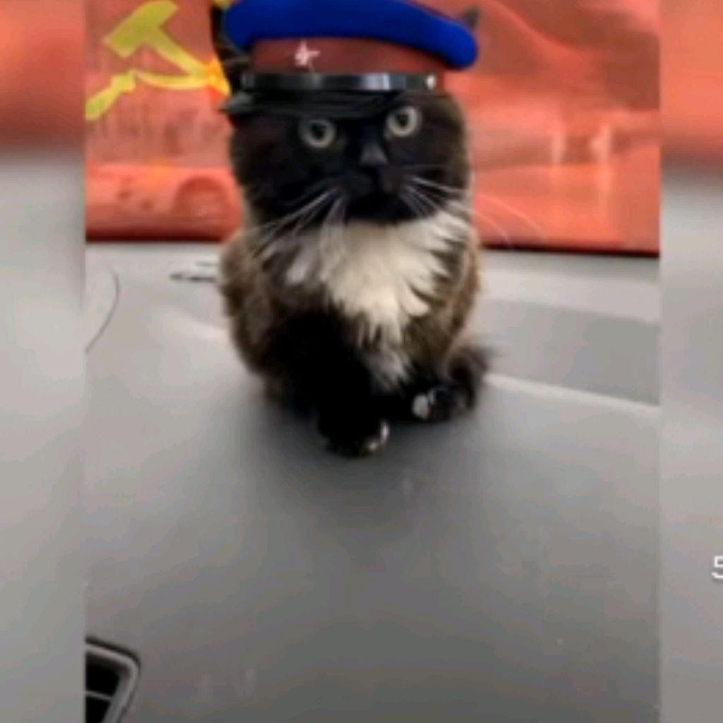 Иконка канала Просто Кот✔️