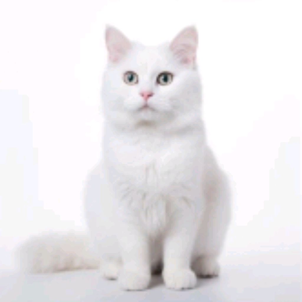 Иконка канала Белый Кот😺😺😺