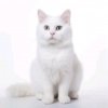 Иконка канала Белый Кот😺😺😺