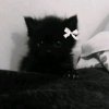 Иконка канала Котик