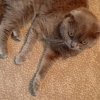 Иконка канала Смешные Котики