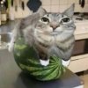 Иконка канала channel41038420