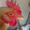 Иконка канала геймерская 🎮 курочка петра🐔