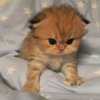 Иконка канала Koто_булочка😼🍞