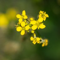 Иконка канала Фокус внимания