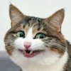 Иконка канала Котяра