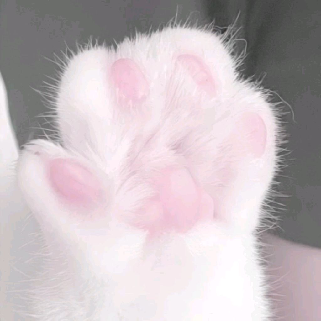 Иконка канала °:🍡Хомя🧸:°