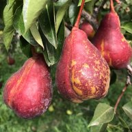 Иконка канала Коллекционный питомник Смирновых