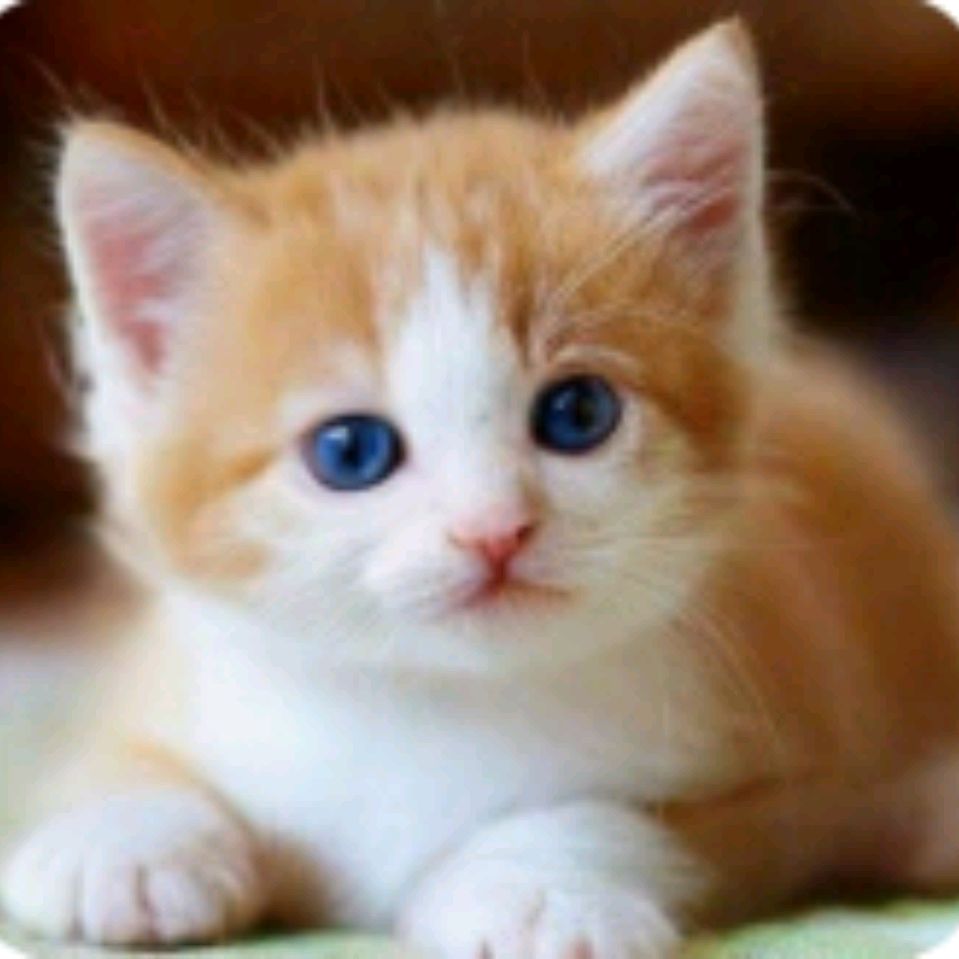 Иконка канала КОТОМАНИЯ😺