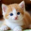 Иконка канала КОТОМАНИЯ😺