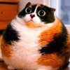 Иконка канала Мир Котости