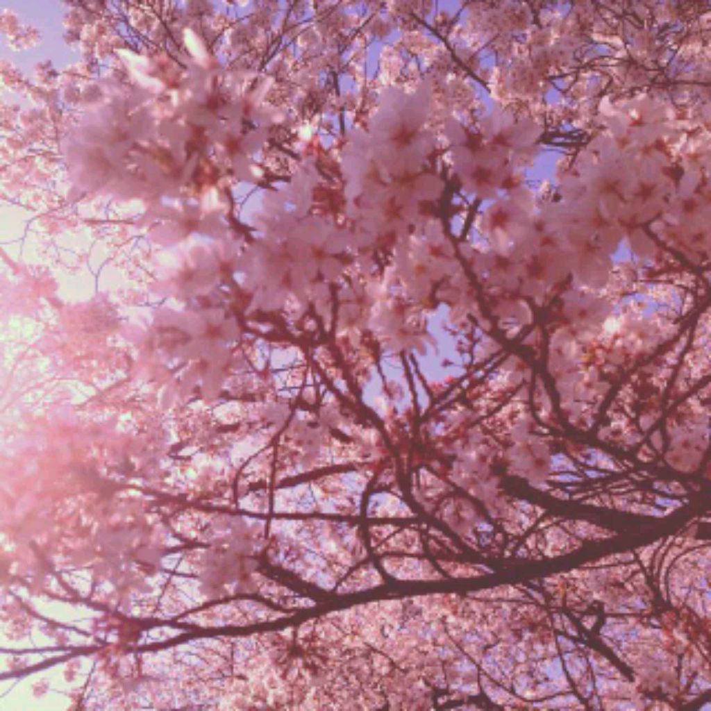 Иконка канала Sweet Sakura🌸