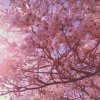 Иконка канала Sweet Sakura🌸