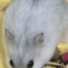 Иконка канала Хомячок 48К