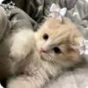 Иконка канала ✨🧸 Katya✨🧸