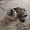 Иконка канала EgorKapibara